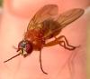 Thricops diaphanus